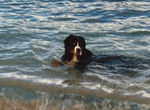 Ein kühles Bad im Mittelmeer - Berner Sennenhund